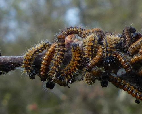 Nymphalis polychloros